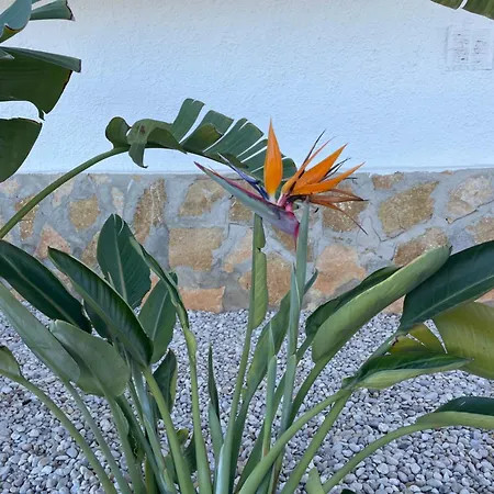 Ardilla Javea
